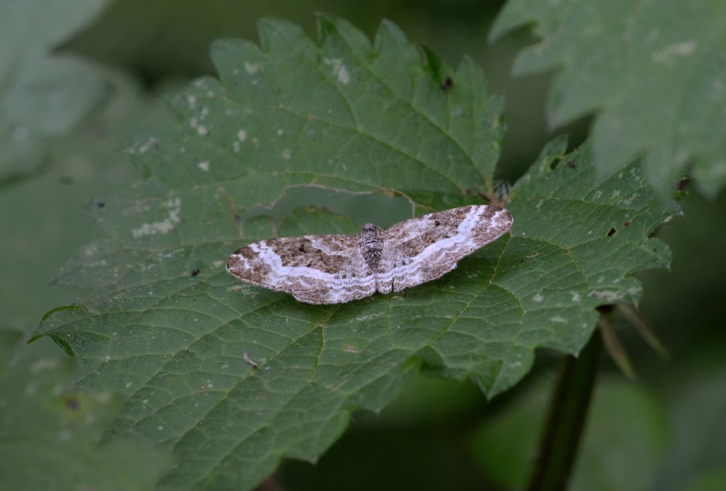 Geometridae (credo) da id